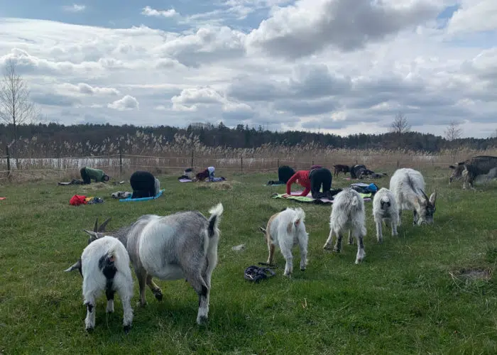 Getter står på rad i en hage, människor gör yoga i bakgrunden