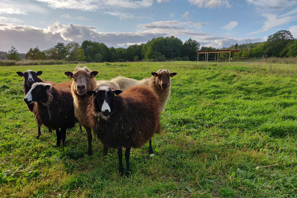 Fem bruna får står i en hage med grönt gräs