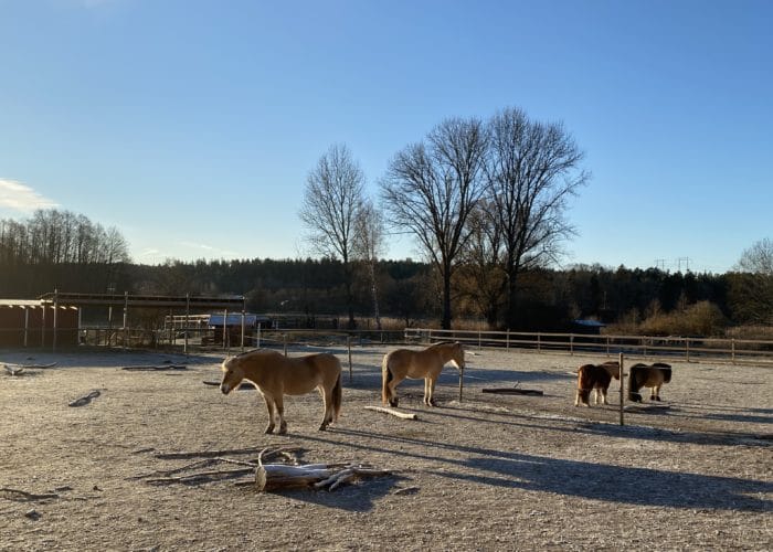 Fyra hästar utomhus i en hage, klarblå himmel