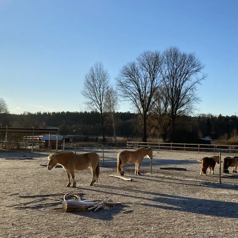 Fyra hästar utomhus i en hage, klarblå himmel