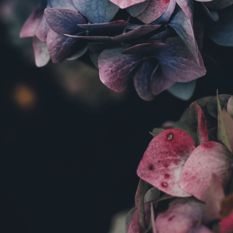 Blålila hortensia mot svart bakgrund