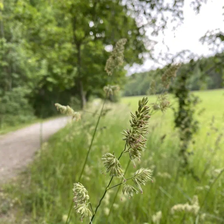 Grönt grässtrå i fokus med grusväg i bakgrunden