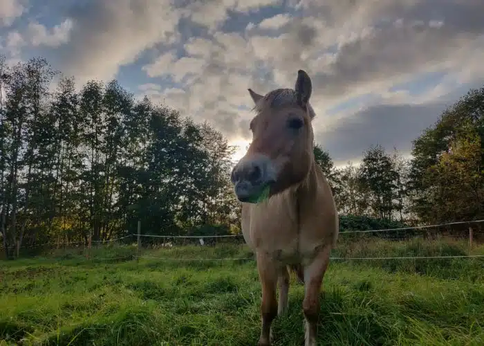 Ljus häst i en grön hage med gräs i munnen