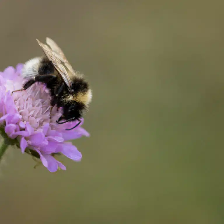 Biologiska mångfaldens dag 22 maj